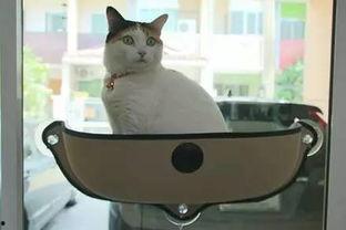 娱乐吃瓜酱猫窝