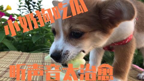 娱乐吃瓜酱小狗吉祥