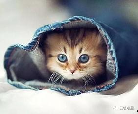 娱乐吃瓜君和罗小猫